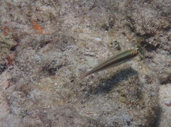 Halichoeres maculipinna