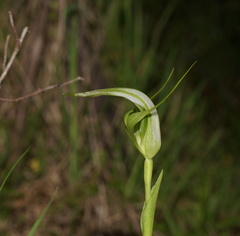 Pterostylis falcata