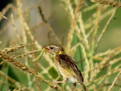 Ploceus manyar