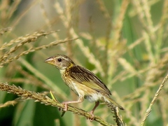 Ploceus manyar