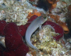 Ophioblennius macclurei