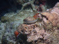 Ophioblennius macclurei