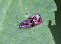 Zomaria interruptolineana