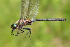 Somatochlora kennedyi