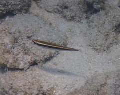 Halichoeres maculipinna