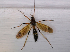 Ctenophora