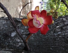 Couroupita guianensis