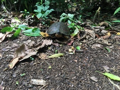 Rhinoclemmys funerea