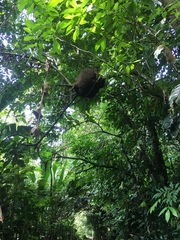 Nasutitermes corniger