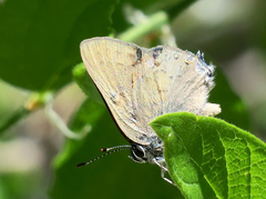 Satyrium auretorum spadix