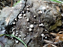 Coprinopsis stercorea