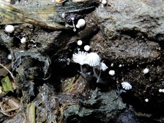 Coprinopsis stercorea