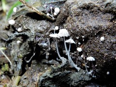 Coprinopsis stercorea