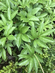 Paeonia officinalis