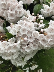 Kalmia latifolia
