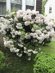Kalmia latifolia