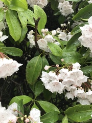 Kalmia latifolia