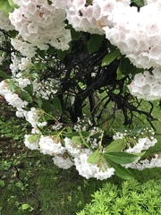 Kalmia latifolia