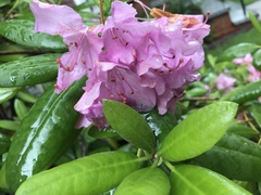 Rhododendron carolinianum