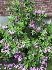 Rhododendron carolinianum