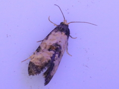 Neocochylis dubitana