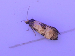 Neocochylis dubitana