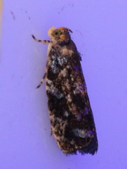 Olethreutes auricapitana