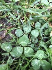 Trifolium repens