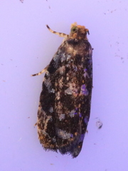 Olethreutes auricapitana