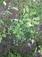 Trifolium repens