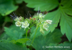 Hydrophyllum tenuipes
