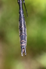 Somatochlora kennedyi