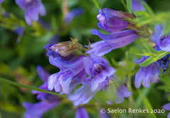 Penstemon cardwellii