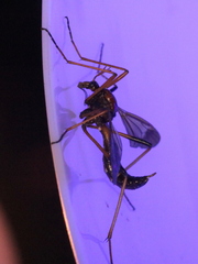 Ctenophora
