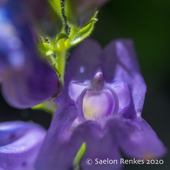 Penstemon cardwellii