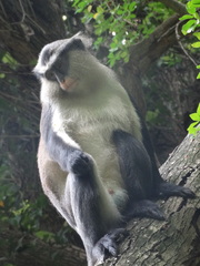 Cercopithecus mona
