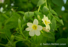 Polemonium carneum