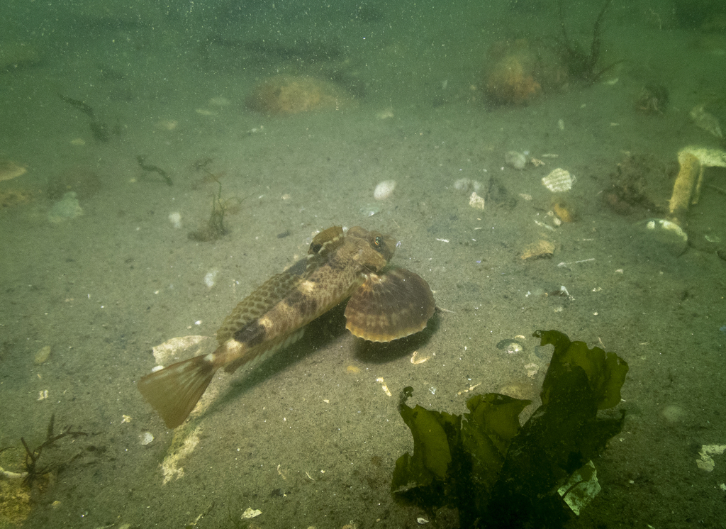 Spiny Searobins