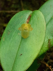 Pleurothallis conicostigma