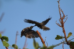 Dendrocopos analis
