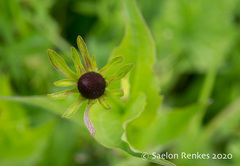 Rudbeckia occidentalis