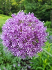 Allium giganteum