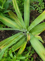 Allium giganteum