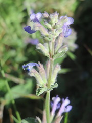 Nepeta racemosa