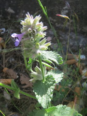 Nepeta racemosa