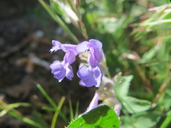 Nepeta racemosa