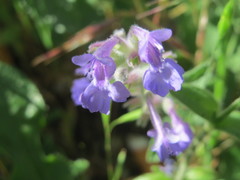 Nepeta racemosa