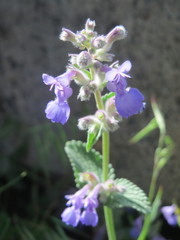 Nepeta racemosa