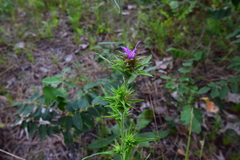 Liatris squarrosa