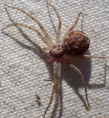 Philodromus californicus